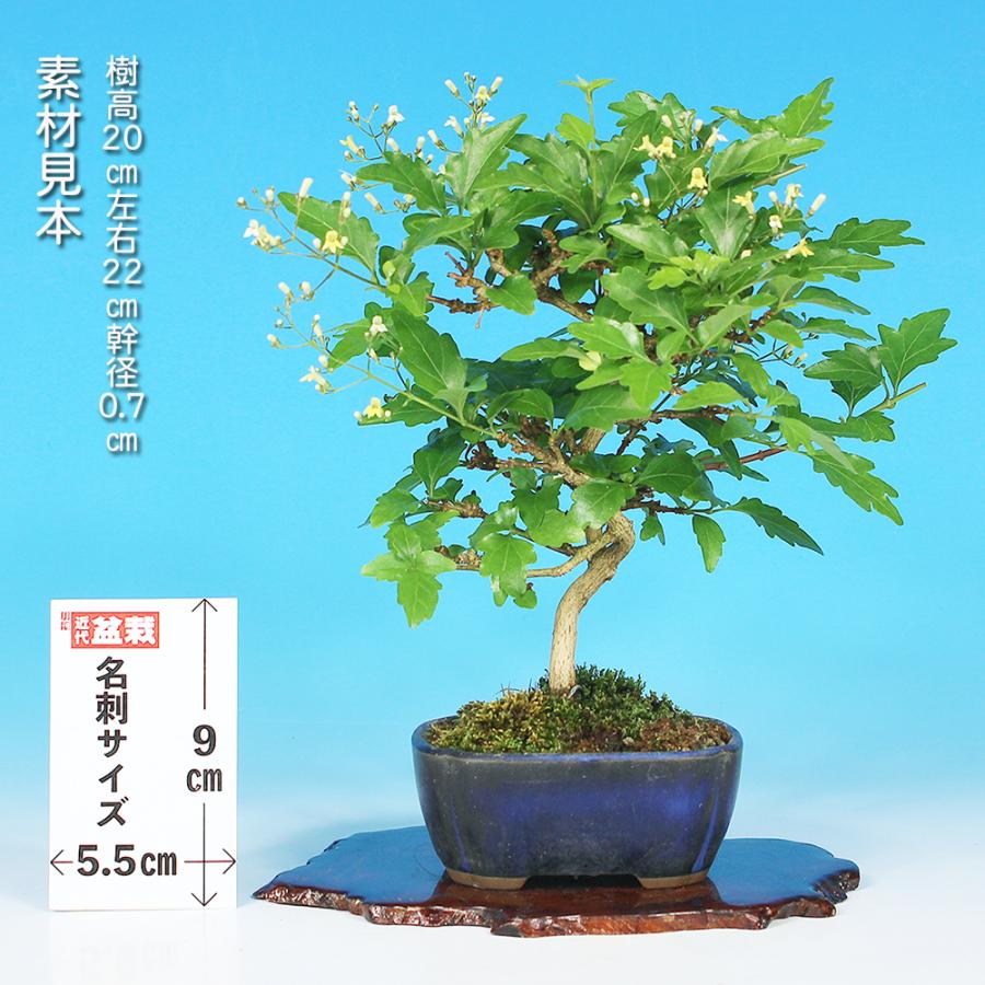 【ガチ盆栽】匂い楓　岩四手　2点セット　小品盆栽 盆栽 におい楓 匂い楓 ニオイカエデ ジャコウモミジ 小品盆栽 ミニ盆栽