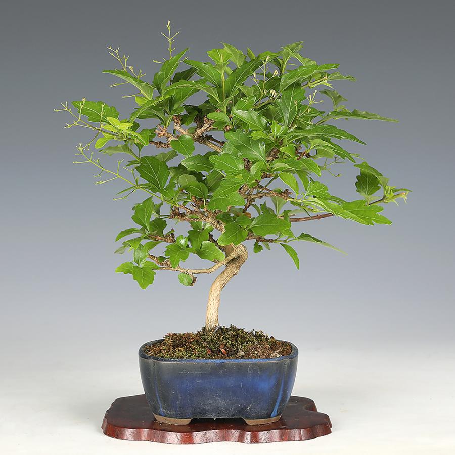 盆栽 におい楓 素材 挿し木5年生 樹高19cm 小品盆栽 ミニ盆栽 楓