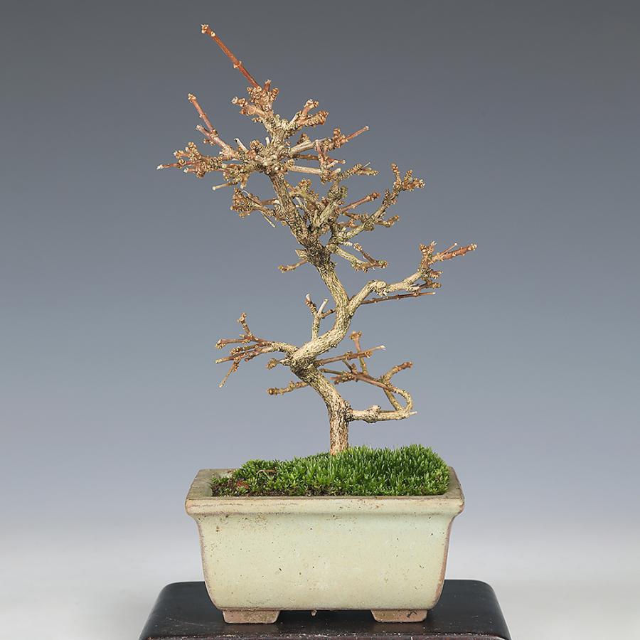 盆栽 におい楓 匂い楓 ニオイカエデ ジャコウモミジ 小品盆栽 ミニ盆栽