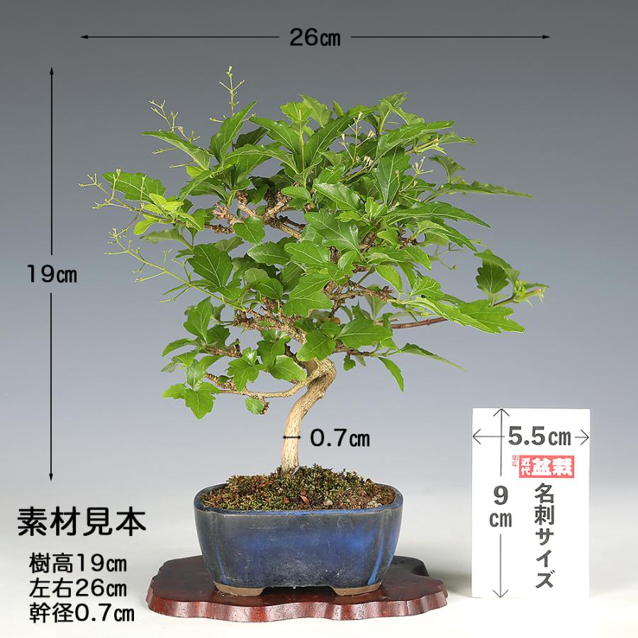 盆栽 におい楓 素材 挿し木5年生 樹高19cm 小品盆栽 ミニ盆栽 楓