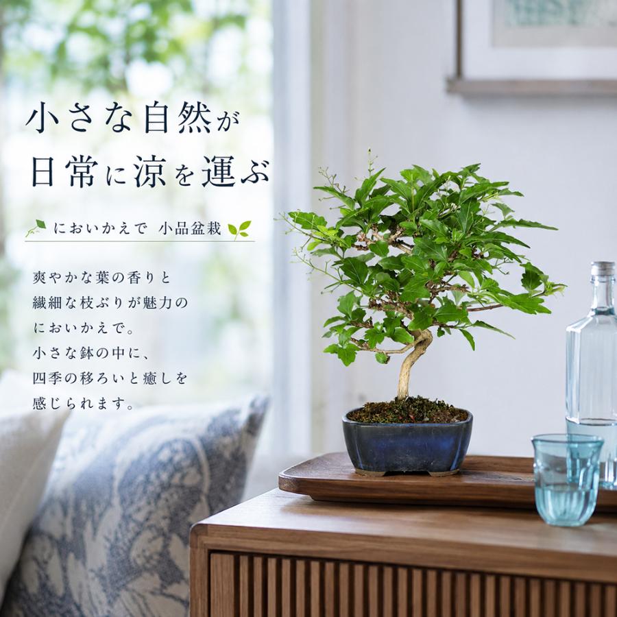 盆栽 におい楓 素材 挿し木5年生 樹高19cm 小品盆栽 ミニ盆栽 楓