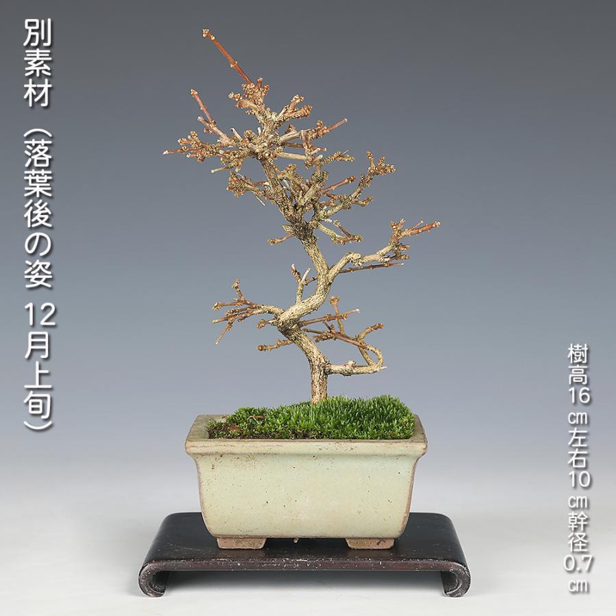 盆栽 におい楓 匂い楓 ニオイカエデ ジャコウモミジ 小品盆栽 ミニ盆栽