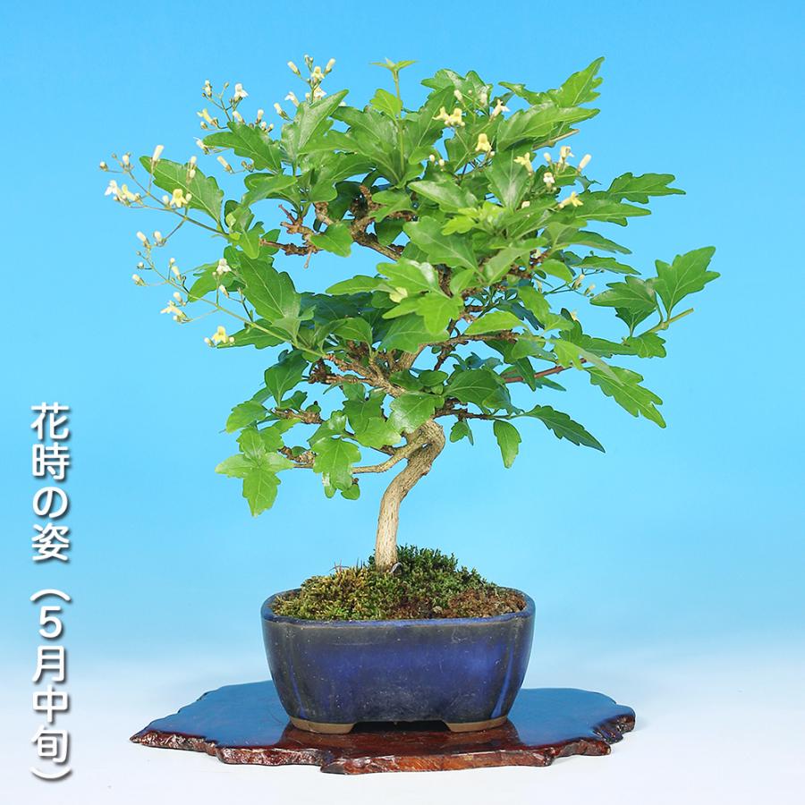 盆栽 におい楓 素材 挿し木5年生 樹高19cm 小品盆栽 ミニ盆栽 楓