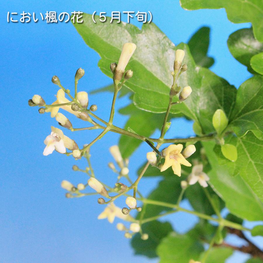 盆栽 におい楓 素材 挿し木5年生 樹高19cm 小品盆栽 ミニ盆栽 楓
