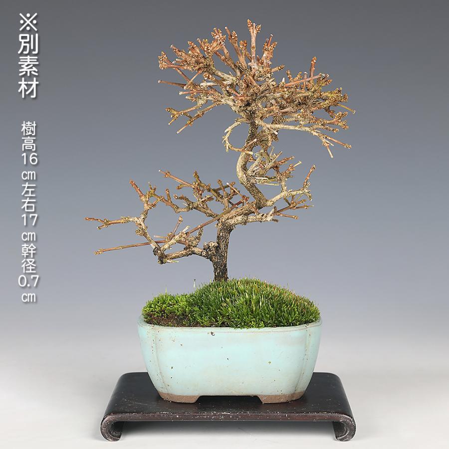 盆栽 におい楓 素材 挿し木5年生 樹高19cm 小品盆栽 ミニ盆栽 楓