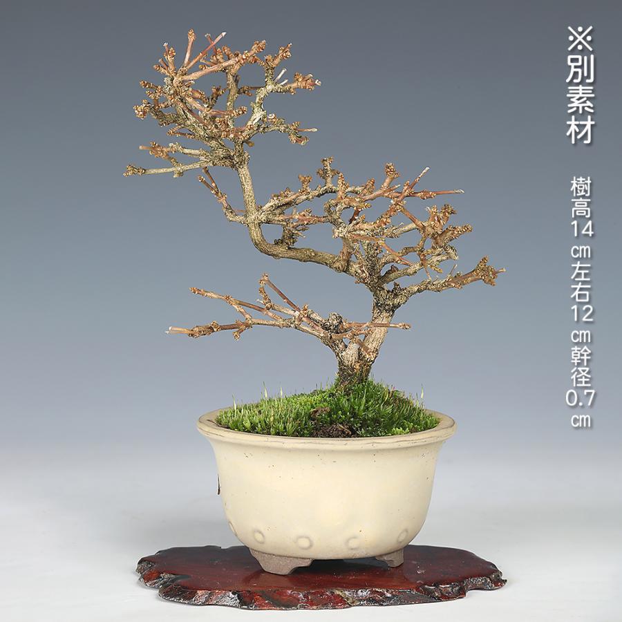 盆栽 におい楓 素材 挿し木5年生 樹高19cm 小品盆栽 ミニ盆栽 楓