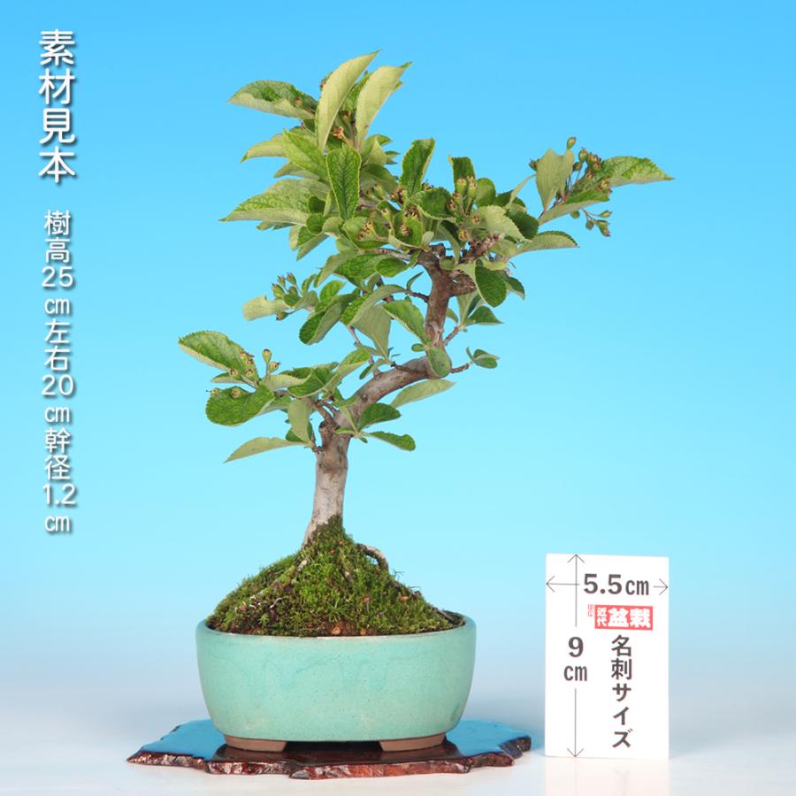 盆栽 一才かまつか カマツカ 鎌柄 小品盆栽 ミニ盆栽 赤い実 紅葉 雑木