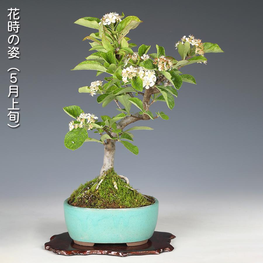 盆栽 一才かまつか カマツカ 鎌柄 小品盆栽 ミニ盆栽 赤い実 紅葉 雑木