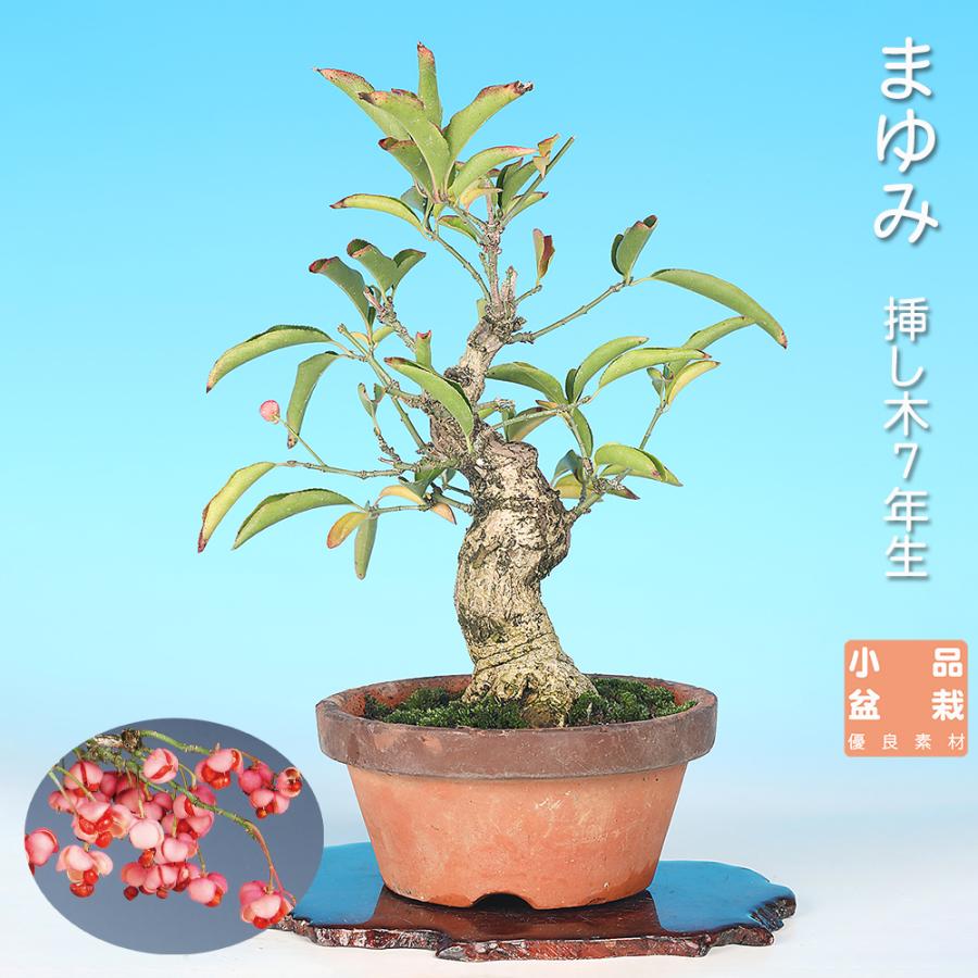 盆栽 まゆみ 真弓 マユミ 小品盆栽 中品盆栽 実物盆栽 盆栽素材 : 盆栽