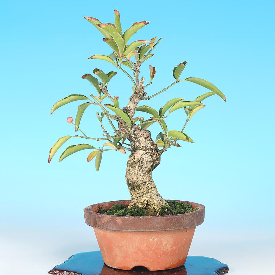 【ガチ盆栽】真弓　マユミ　文人幹 ガチ盆栽】真弓 マユミ 文人幹