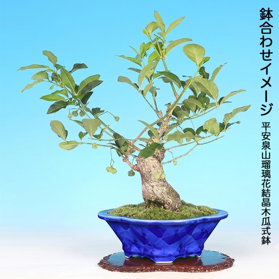 盆栽 まゆみ マユミ 真弓 挿し木7年生 実もの盆栽 実物盆栽 小品盆栽