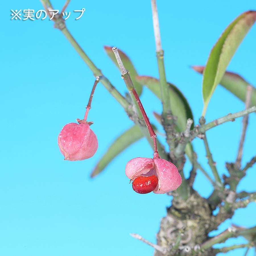 盆栽 まゆみ 真弓 マユミ 小品盆栽 中品盆栽 実物盆栽 盆栽素材 : 盆栽