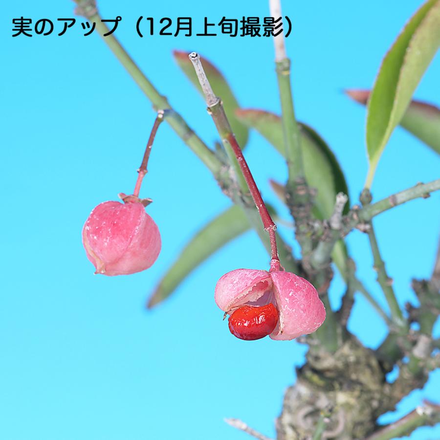 盆栽 まゆみ マユミ 真弓 挿し木7年生 実もの盆栽 実物盆栽 小品盆栽