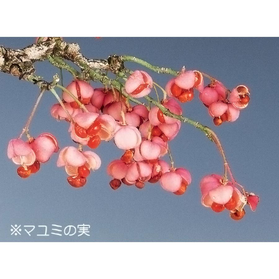 盆栽 まゆみ マユミ 真弓 挿し木7年生 実もの盆栽 実物盆栽 小品盆栽