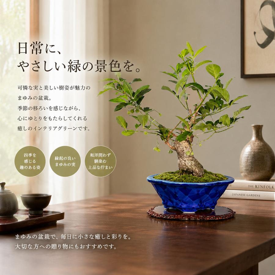 盆栽 まゆみ マユミ 真弓 挿し木7年生 実もの盆栽 実物盆栽 小品盆栽
