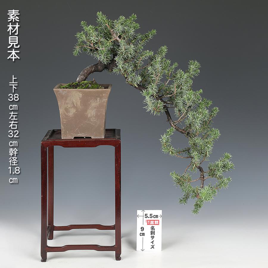 お買い得　小品　盆栽 ゆうな(懸崖) 盆栽 杜松 トショウ 挿し木6年生 貴重な大懸崖樹形 懸崖樹 ケンガイ