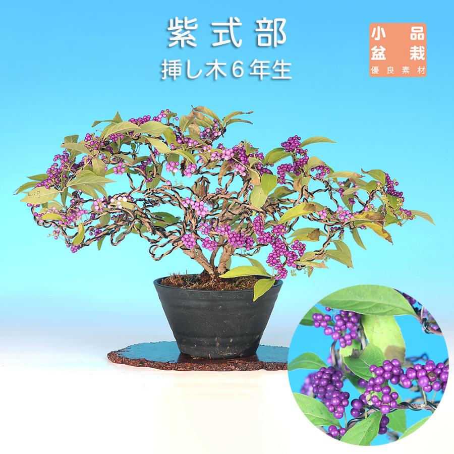 盆栽 紫式部 寄せ植え ムラサキシキブ 小品盆栽 ミニ盆栽 実物 盆栽