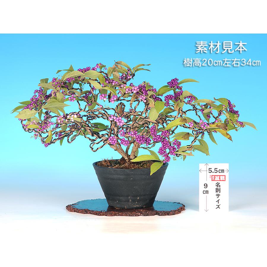 盆栽 紫式部 寄せ植え ムラサキシキブ 小品盆栽 ミニ盆栽 実物 盆栽
