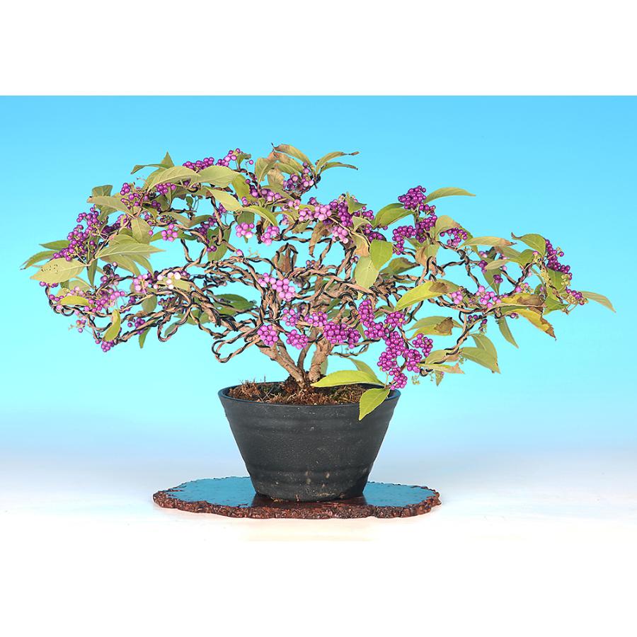 盆栽 紫式部 寄せ植え ムラサキシキブ 小品盆栽 ミニ盆栽 実物 盆栽