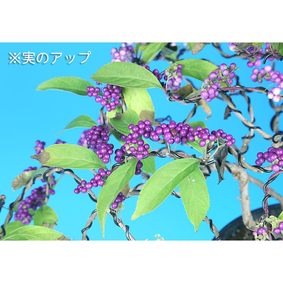 盆栽 紫式部 寄せ植え ムラサキシキブ 小品盆栽 ミニ盆栽 実物 盆栽