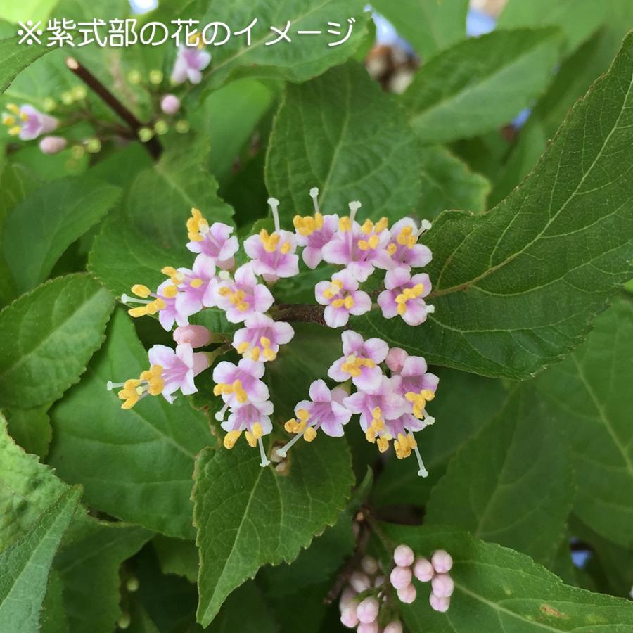 盆栽 紫式部 寄せ植え ムラサキシキブ 小品盆栽 ミニ盆栽 実物 盆栽