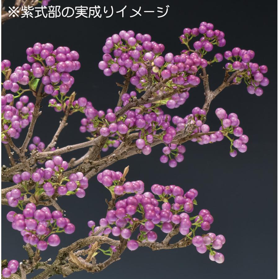 盆栽 紫式部 寄せ植え ムラサキシキブ 小品盆栽 ミニ盆栽 実物 盆栽