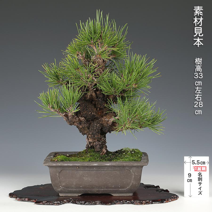 三河盆栽　錦松　ニシキマツ　盆栽　極太　古木 ニシキマツ（錦松） – 盆栽妙 本店