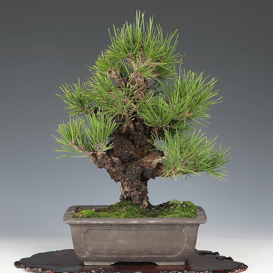 盆栽 真柏 シンパク しんぱく 小品盆栽 ミニ盆栽 模様木 盆栽素材