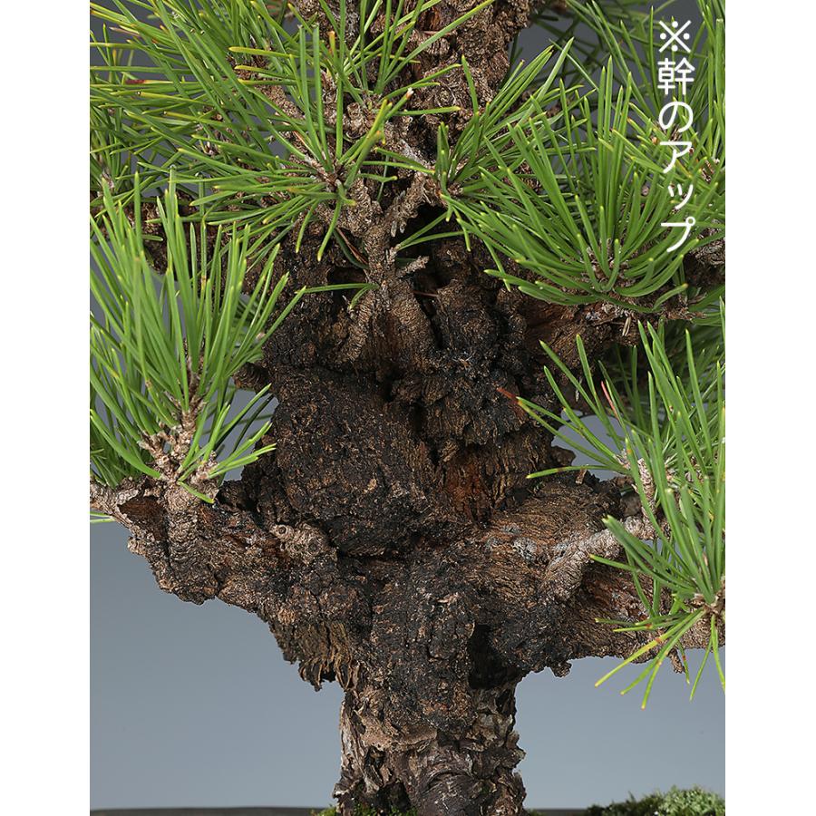 盆栽 錦松 夢錦 ニシキマツ ユメニシキ 中品盆栽 盆栽素材 : 盆栽彩都