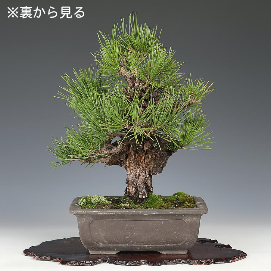 盆栽 錦松 夢錦 ニシキマツ ユメニシキ 中品盆栽 盆栽素材 : 盆栽彩都