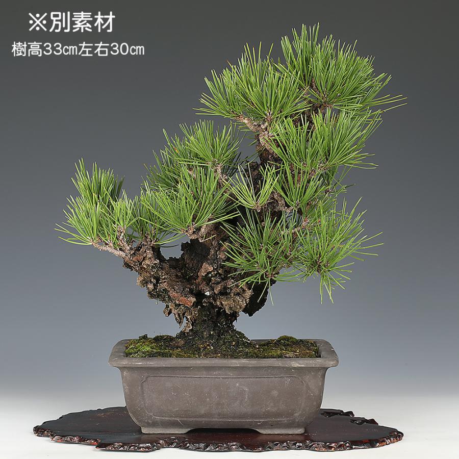盆栽 錦松 夢錦 ニシキマツ ユメニシキ 中品盆栽 盆栽素材 : 盆栽彩都