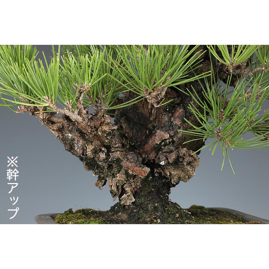 盆栽 錦松 夢錦 ニシキマツ ユメニシキ 中品盆栽 盆栽素材 : 盆栽彩都