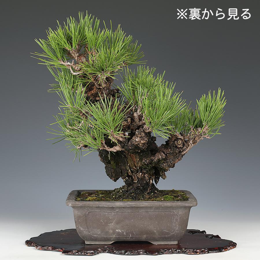 盆栽 小品盆栽 錦松(夢錦)-7 盆栽 錦松 夢錦 ニシキマツ ユメニシキ 中品盆栽 盆栽素材 : 盆栽彩都