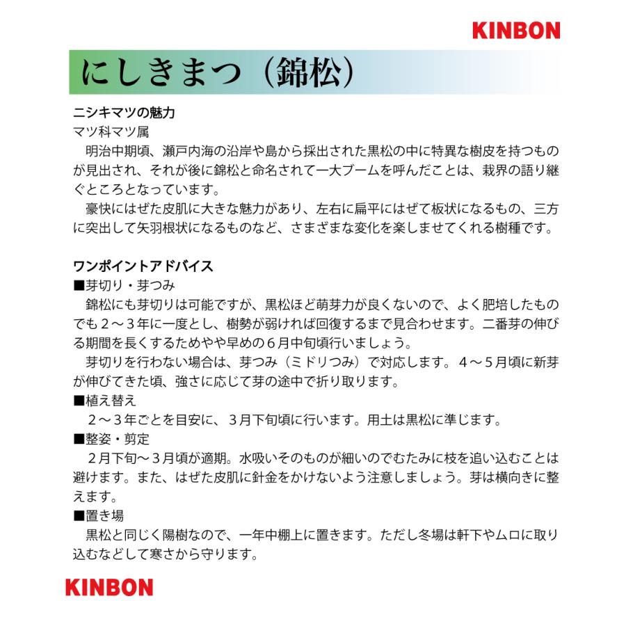 盆栽 錦松 夢錦 ニシキマツ ユメニシキ 中品盆栽 盆栽素材 : 盆栽彩都