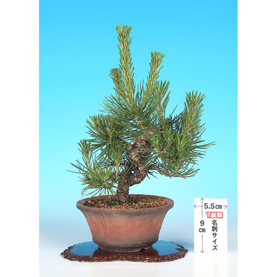 盆栽 黒松 クロマツ 実生12年生 小品盆栽 ミニ盆栽 模様木 松柏盆栽