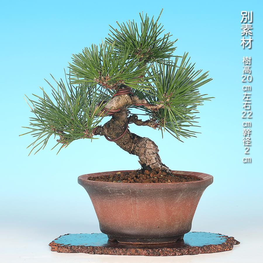 黒松 小品盆栽 ミニ盆栽 樹高約15cm 模様木 黒松盆栽 盆栽 黒松 クロマツ 実生12年生 小品盆栽 ミニ盆栽 模様木 松柏盆栽