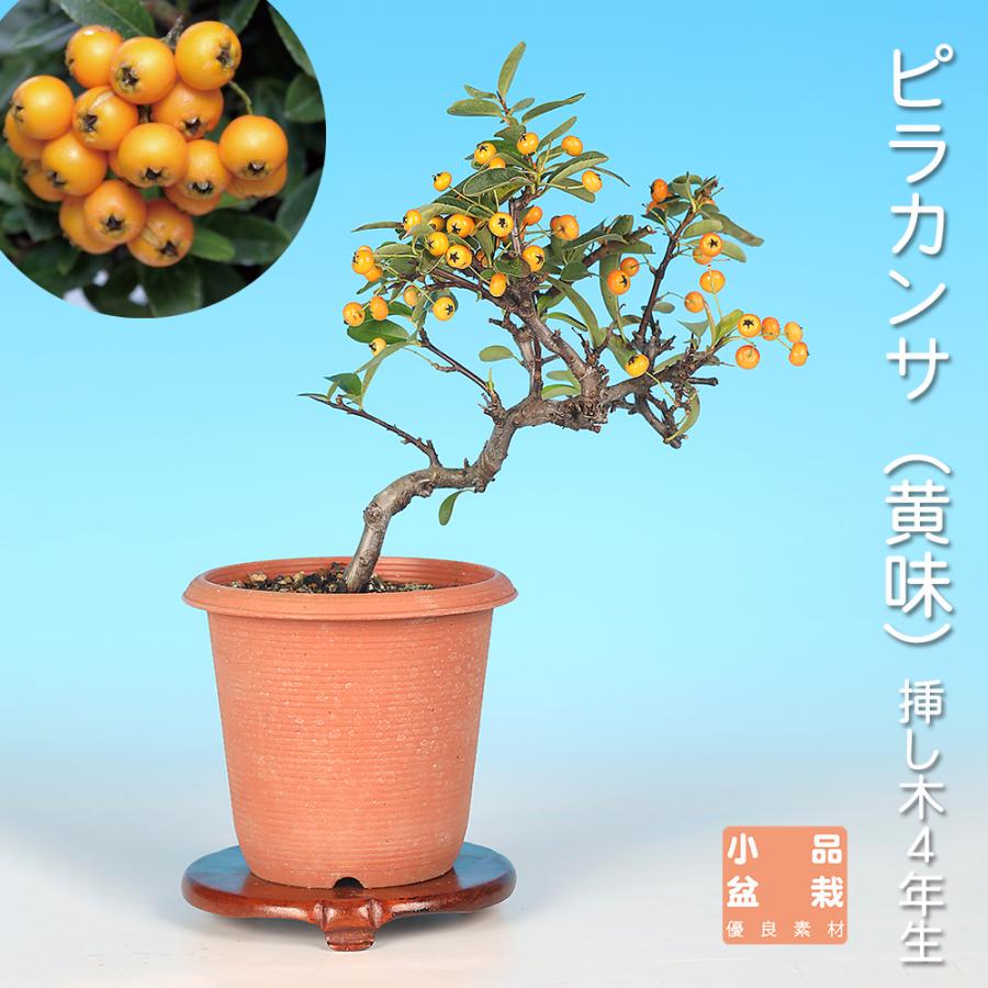 盆栽 ピラカンサ（黄実） 橘もどき 小品盆栽 ミニ盆栽 実物 盆栽素材