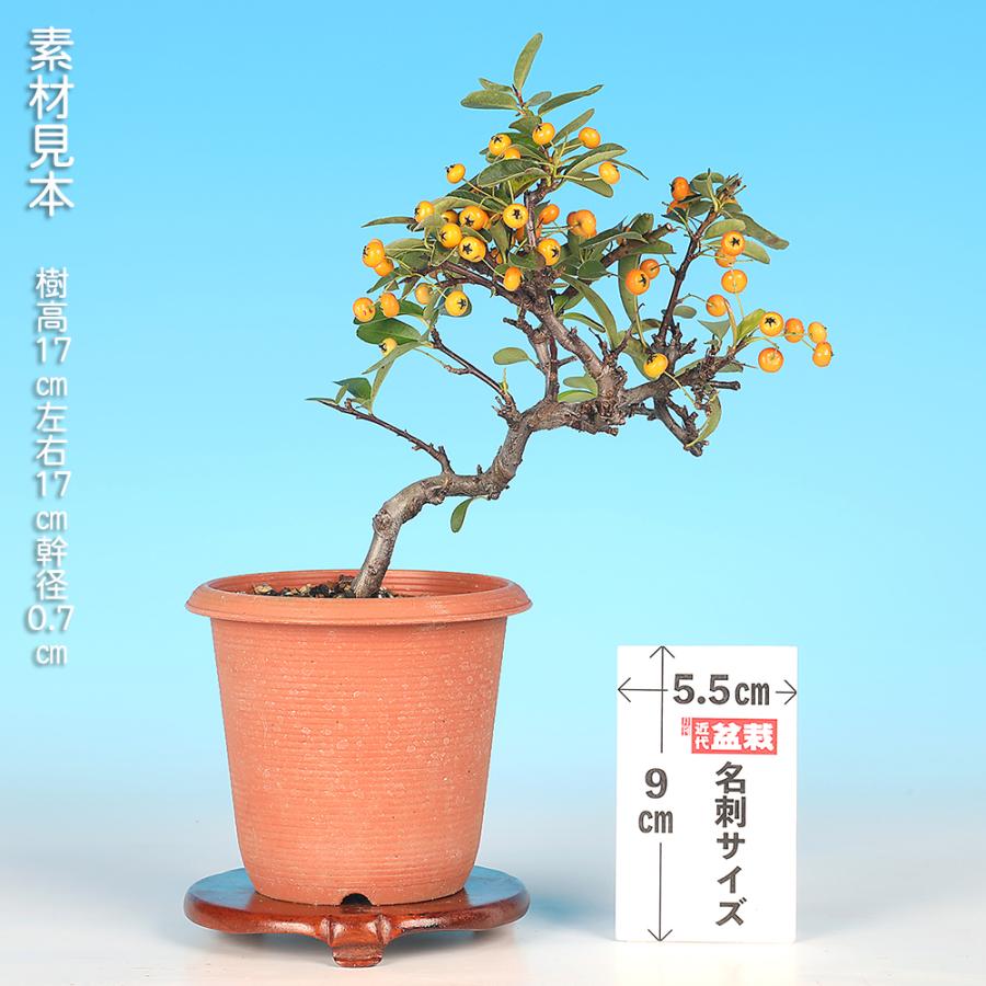 盆栽 ピラカンサ（黄実） 橘もどき 小品盆栽 ミニ盆栽 実物 盆栽素材