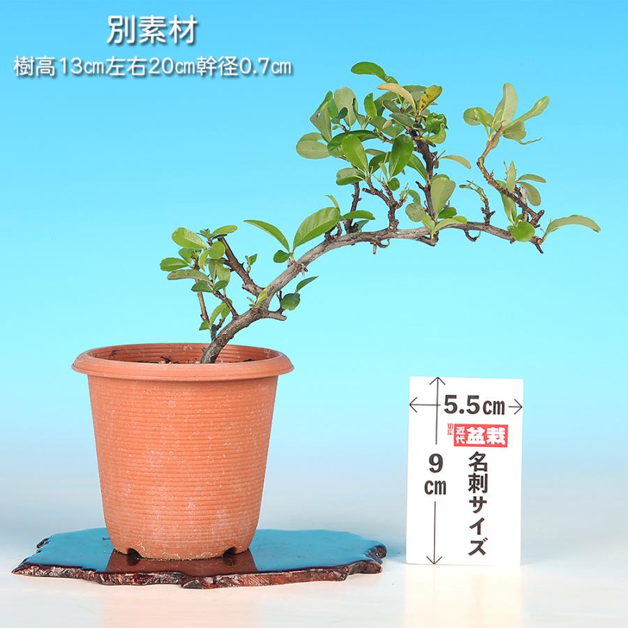 盆栽 ピラカンサ 黄実 トキワサンザシ 黄色の実 白花 自然交配で実成り