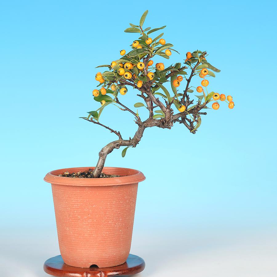 盆栽 ピラカンサ（黄実） 橘もどき 小品盆栽 ミニ盆栽 実物 盆栽素材