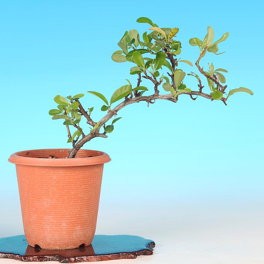 盆栽 ピラカンサ 黄実 トキワサンザシ 黄色の実 白花 自然交配で実成り