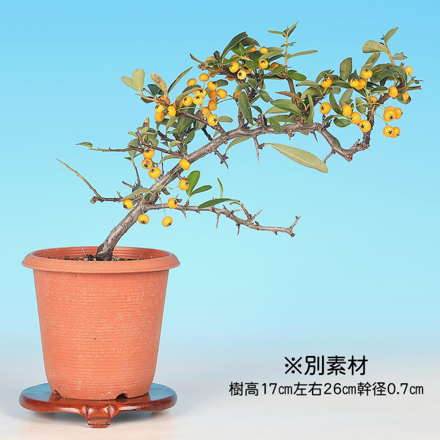 盆栽 ピラカンサ（黄実） 橘もどき 小品盆栽 ミニ盆栽 実物 盆栽素材
