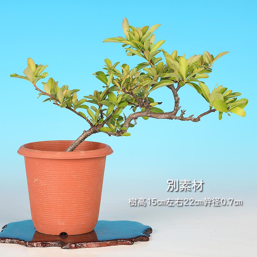盆栽 ピラカンサ 黄実 トキワサンザシ 黄色の実 白花 自然交配で実成り