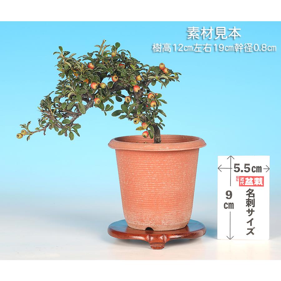 盆栽 こけももかまつか コケモモカマツカ 苔桃鎌柄 小品盆栽 ミニ盆栽