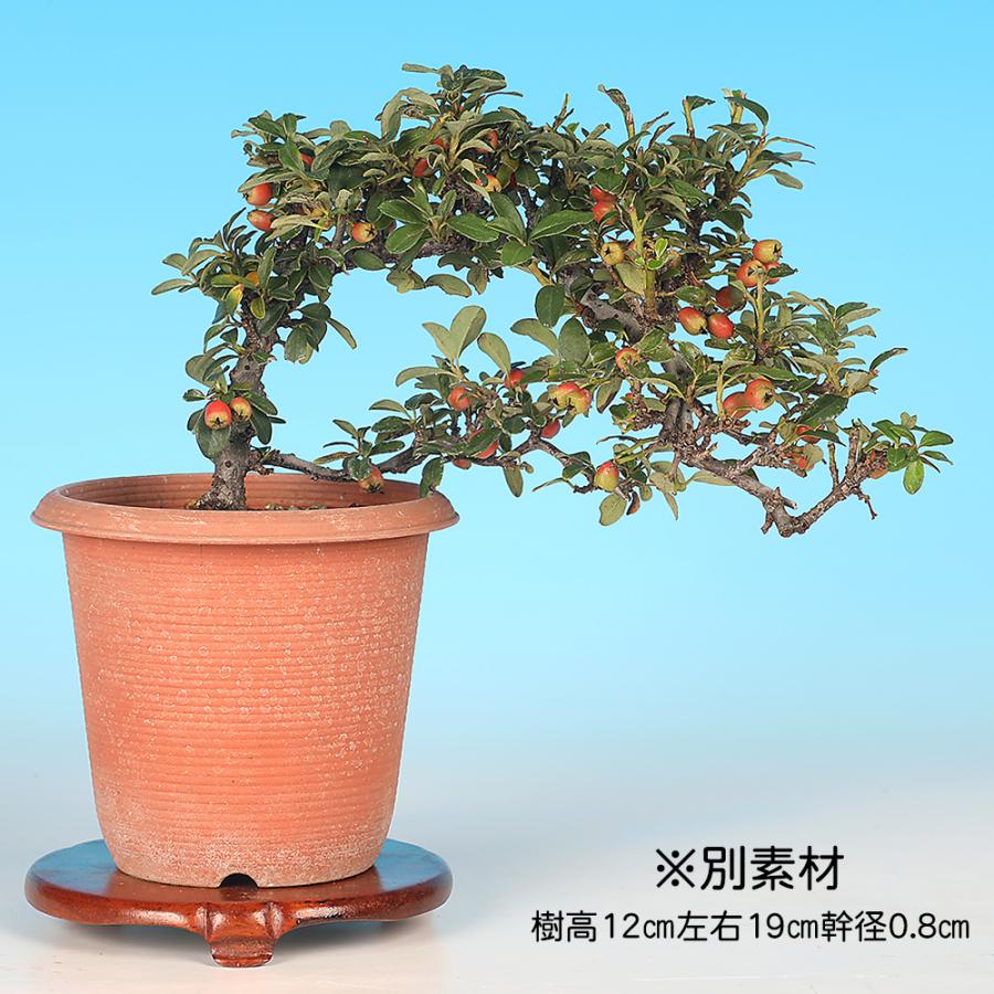 盆栽 こけももかまつか コケモモカマツカ 苔桃鎌柄 小品盆栽 ミニ盆栽