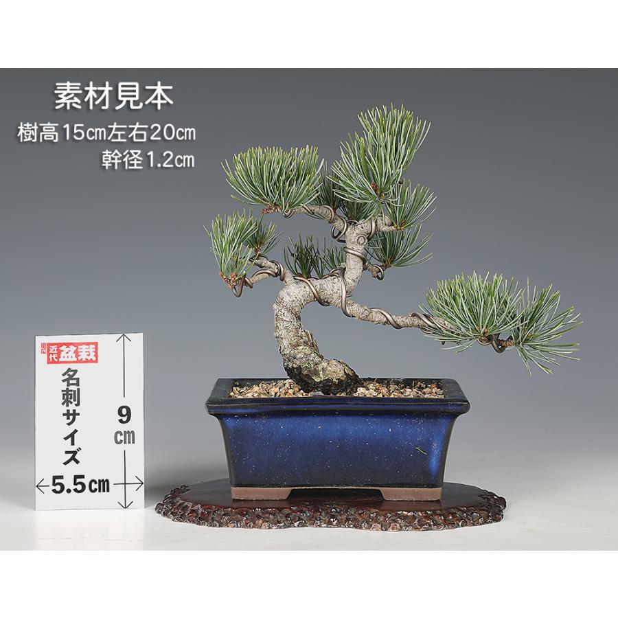 盆栽 五葉松 ゴヨウマツ 接五葉松 銀性 小品盆栽 ミニ盆栽 盆栽素材