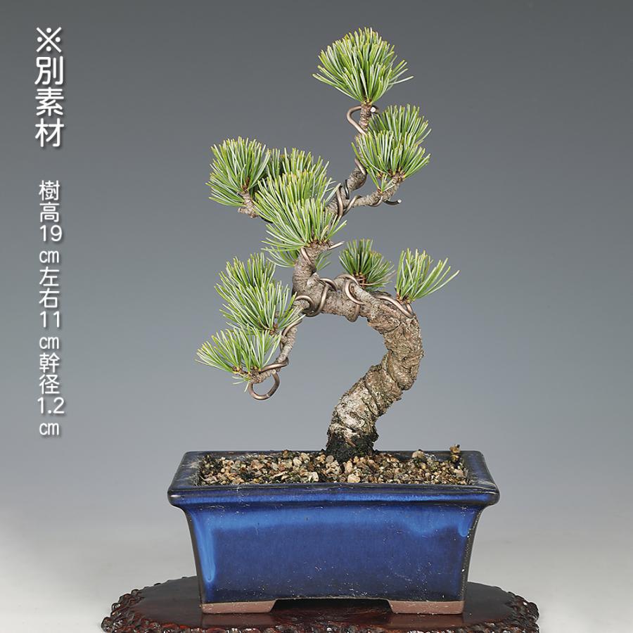 山*遊様 ミニ盆栽 五葉松　王将 和の贈り物 ミニ五葉松の盆栽とはじめての道具セットを販売｜はじめる