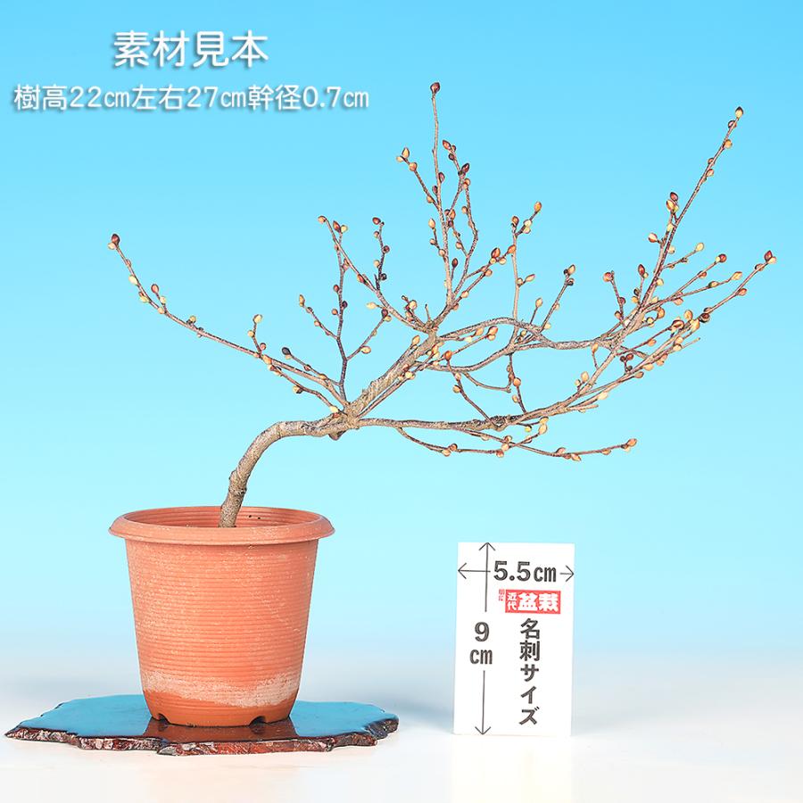 盆栽 伊予水木 イヨミズキ 姫水木 ヒメミズキ 花物盆栽 小品盆栽 ミニ