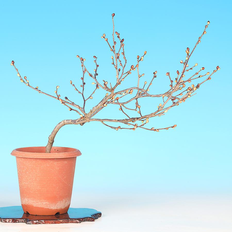 盆栽 伊予水木 イヨミズキ 姫水木 ヒメミズキ 花物盆栽 小品盆栽 ミニ