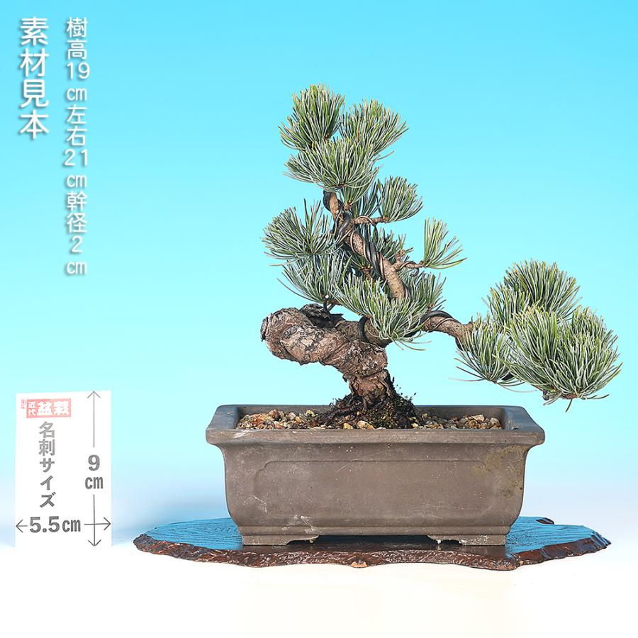 盆栽 五葉松 ゴヨウマツ 接五葉松 銀性 小品盆栽 ミニ盆栽 盆栽素材 